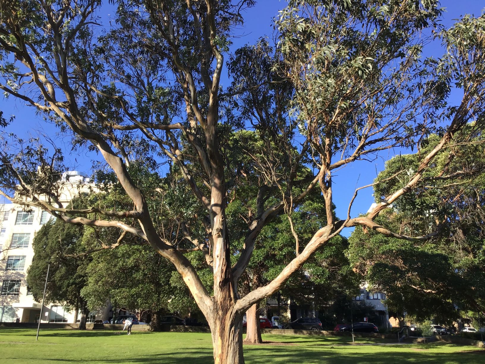 Name: Eva. Prize: Shortlist. This is a tree that contains many obtuse, acute, and right angles. This 3-d shape has a trunk which is a cylinder and there is an array in the building behind the tree, diagonally and to the left. This tree has a mathematical structure.